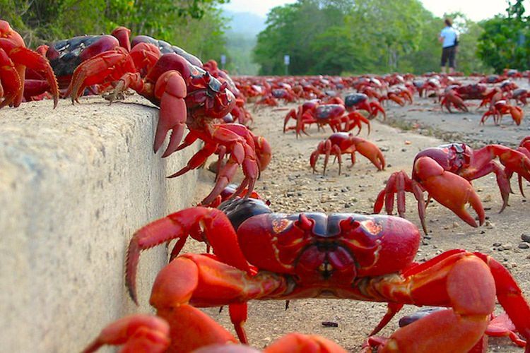 مروری بر مهاجرت سالیانهی خرچنگهای قرمز در جزیرهی کریسمس