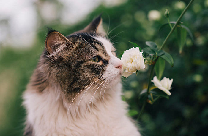 تصاویری بامزه از بوییدن گل‌ها توسط حیوانات