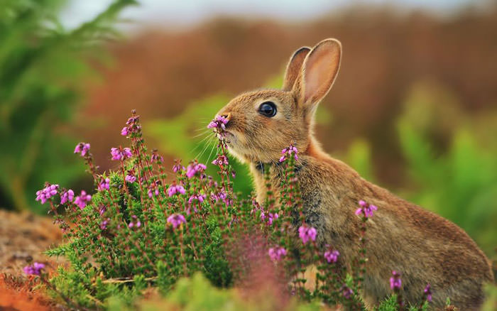 تصاویری بامزه از جانوران که در حال بوییدن گل‌ها هستند