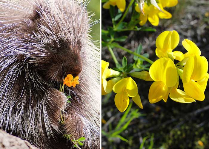 تصاویری بامزه از جانوران که در حال بوییدن گل‌ها هستند
