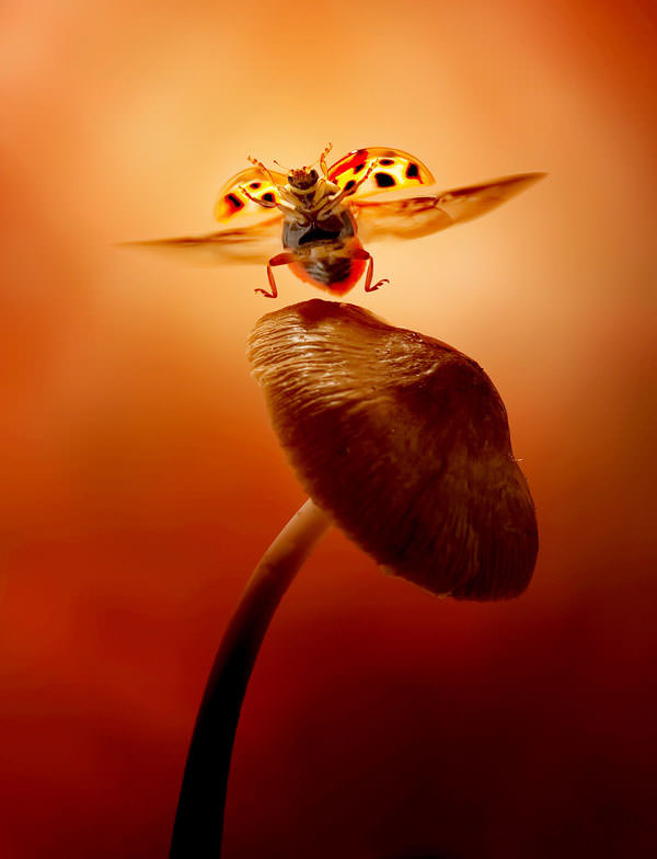 ladybird-mushroom 1721077i