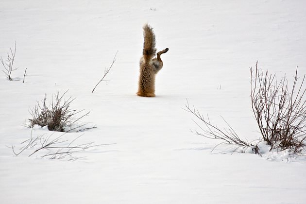 07 Red-Fox-catching-mouse-under-snow-jpg 175240