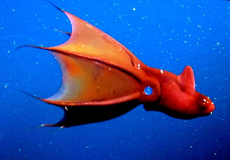 10 مخلوق وحشت‌آفرین اعماق دریاها
