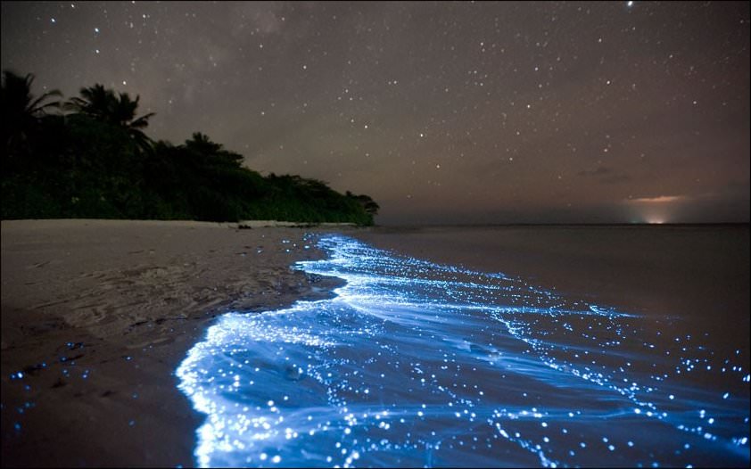 09 bioluminescent-bloom-ocean-phenomena