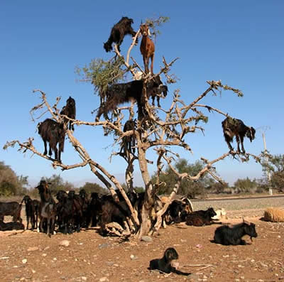 most-bizarre-phenomenon-Climbing-Goats-in-Morocco