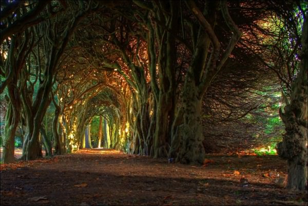 Tree-Tunnel-Meath-Ireland-600x402