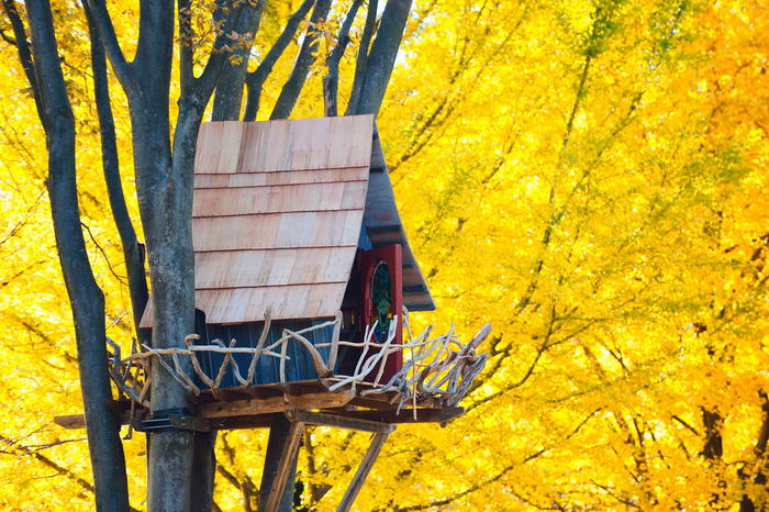 [عکس: Tree-House-Surrounded-by-Yellow.jpg]