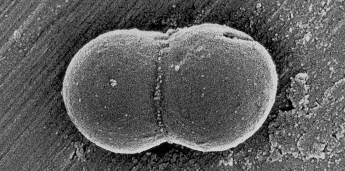 endosymbiosis