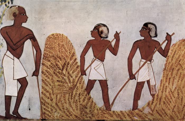 farmer