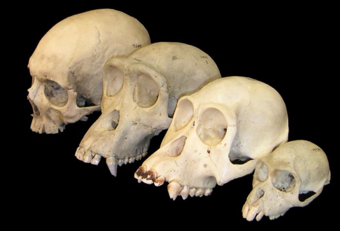 skull