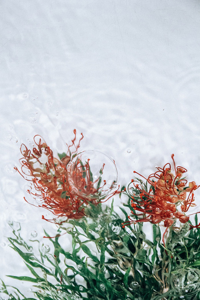 عکاسی از گل‌ها حین حرکت در آب