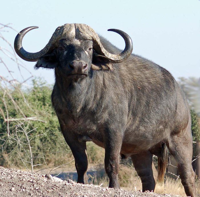 cape buffalo 1