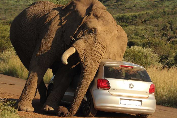elephant car scratch 2 2014 08 08