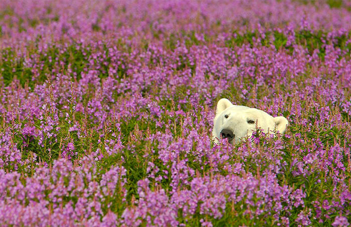 عکس‌های متفاوت دنیس فست از خرس‌های قطبی در کانادا