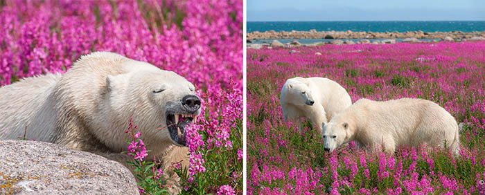 عکس‌های متفاوت دنیس فست از خرس‌های قطبی در کانادا