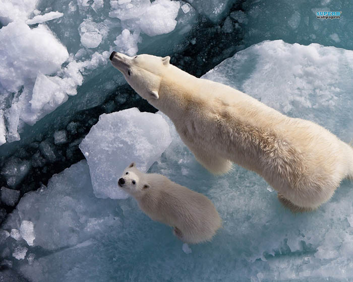 عکاسی از خرس‌های قطبی