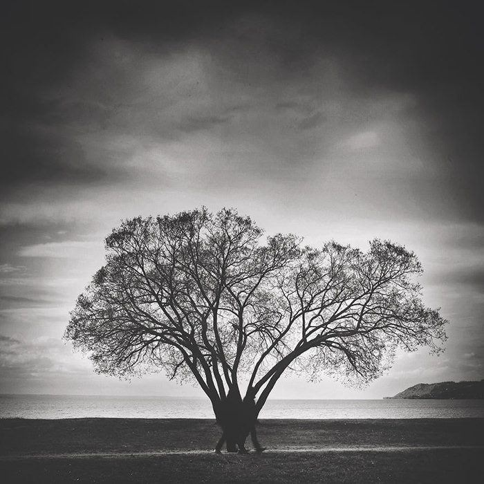 عکاسی از درختی تنها