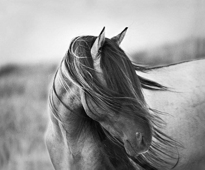 عکاسی از اسب‌های وحشی