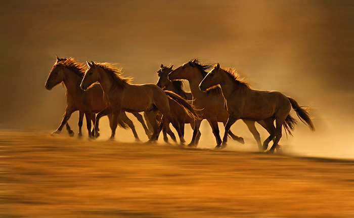 عکاسی از اسب‌های وحشی