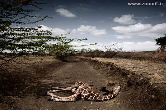 kenya_giraffe_drought_s